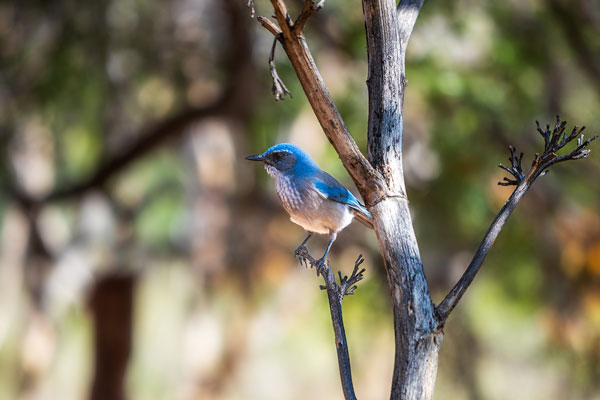 Scrub Jay sits in a tree