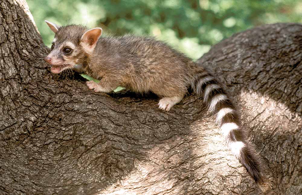 Ringtail Ricochet