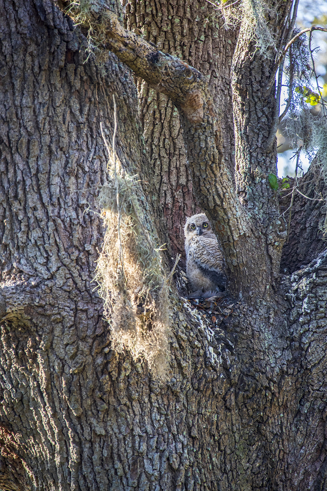 BabyOwls_BrazosBend_parkspotlight04