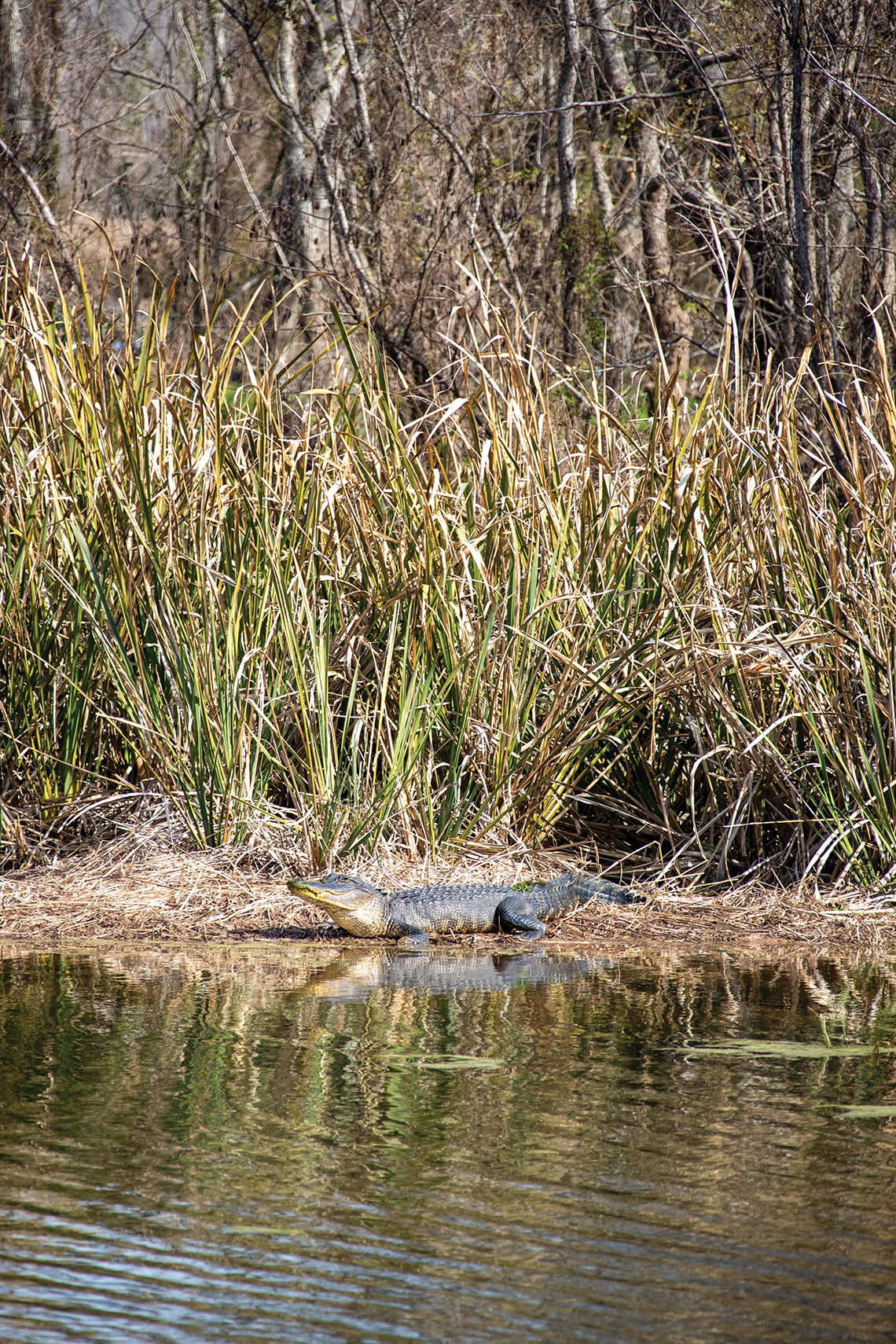 Scrub Jay sits in a tree