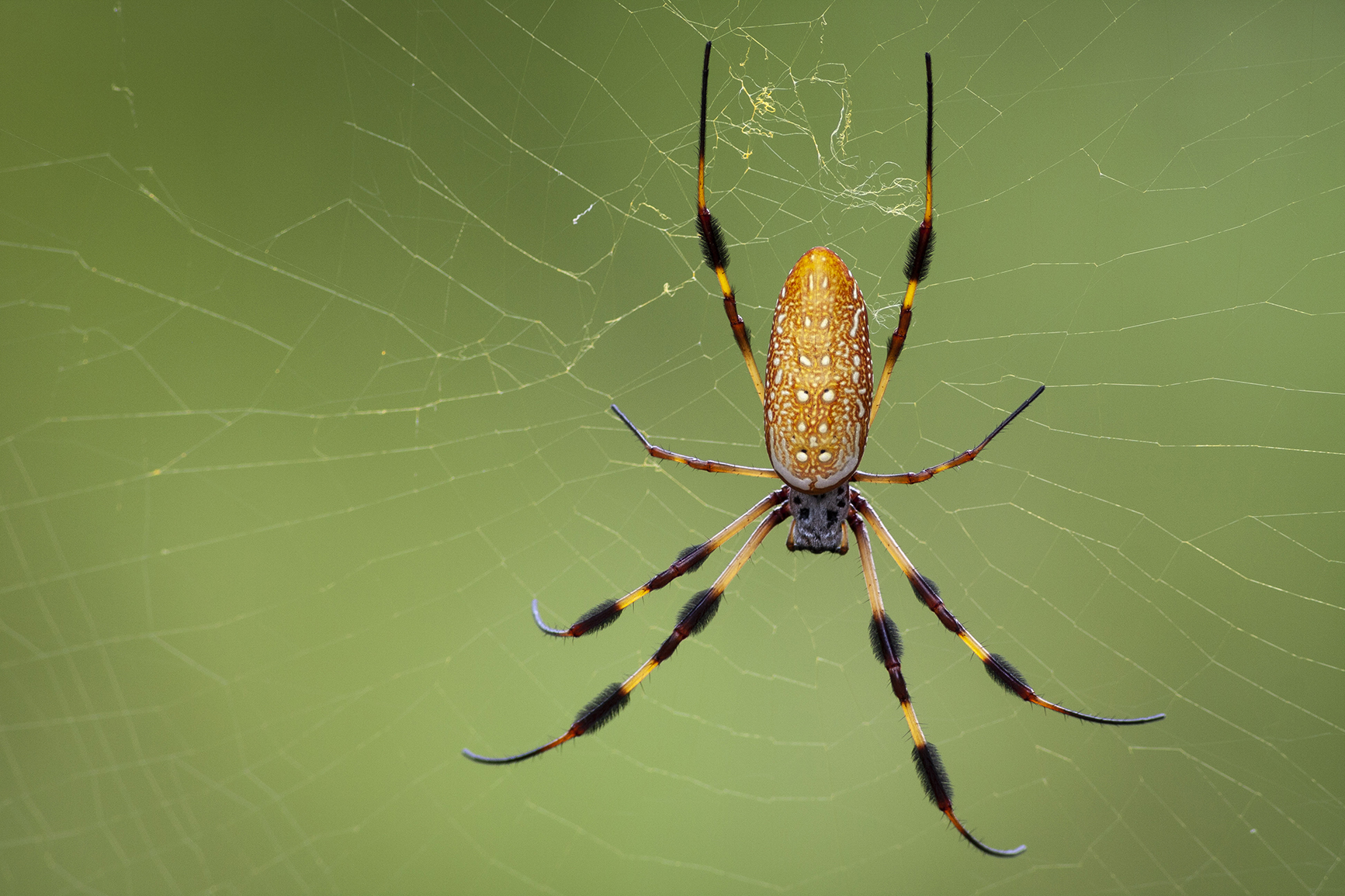 Wildlife_090823_4157%20 %20orb%20weaver%20on%20Spillway%20Trail