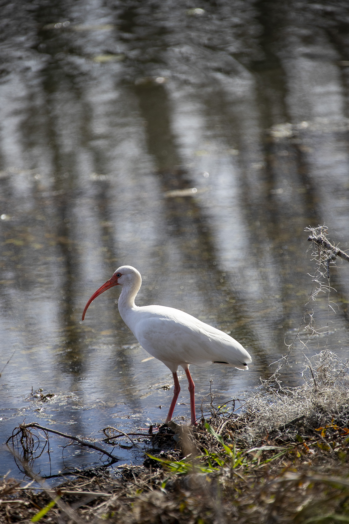 CCC Lookout shelter at Davis Mountains
