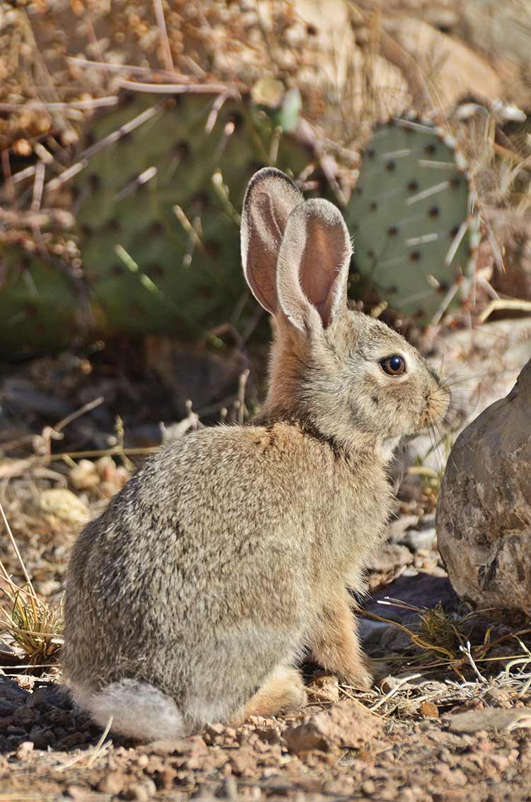 Cottontail Rabbit