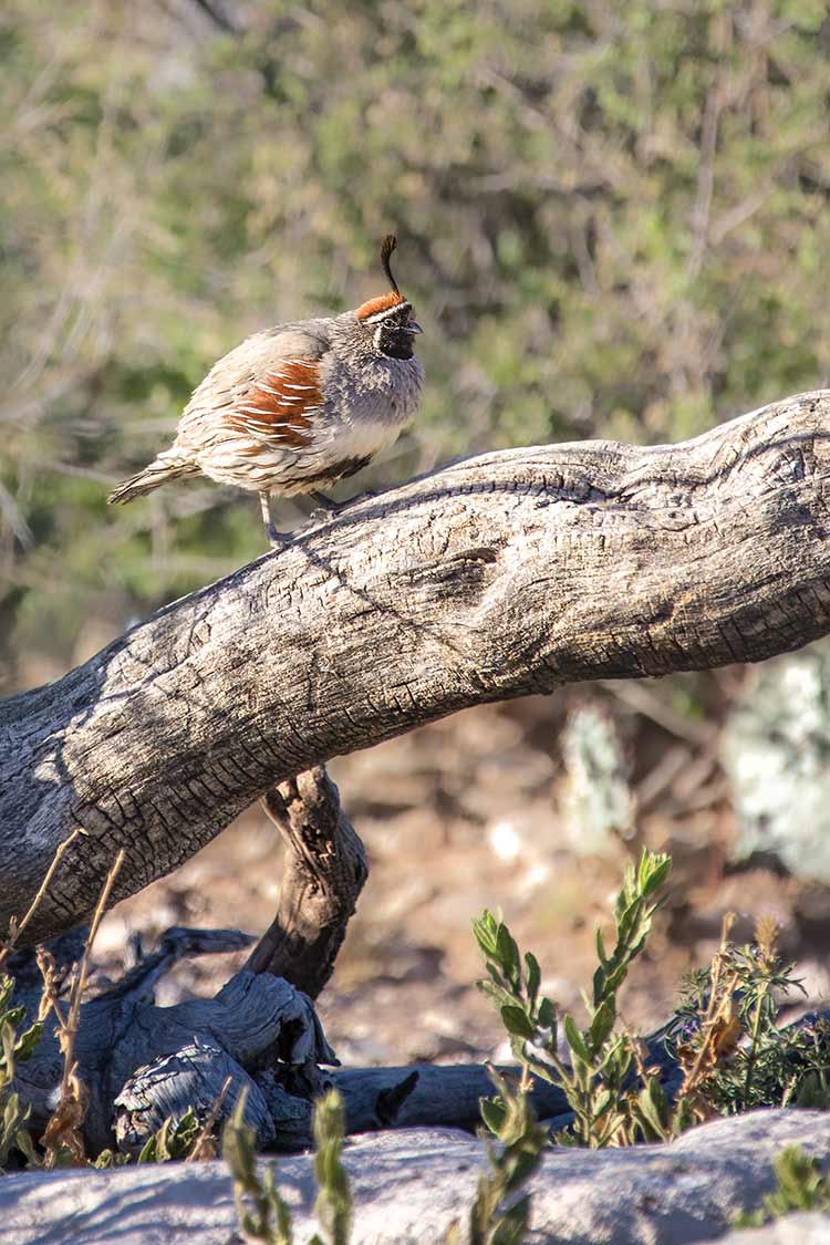 Quail