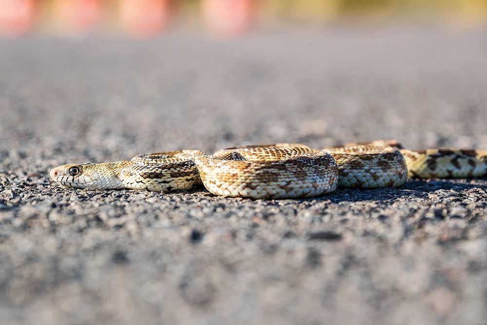 Rattlesnake