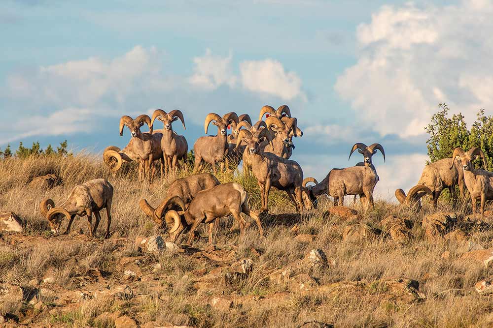 desert bighorn sheep