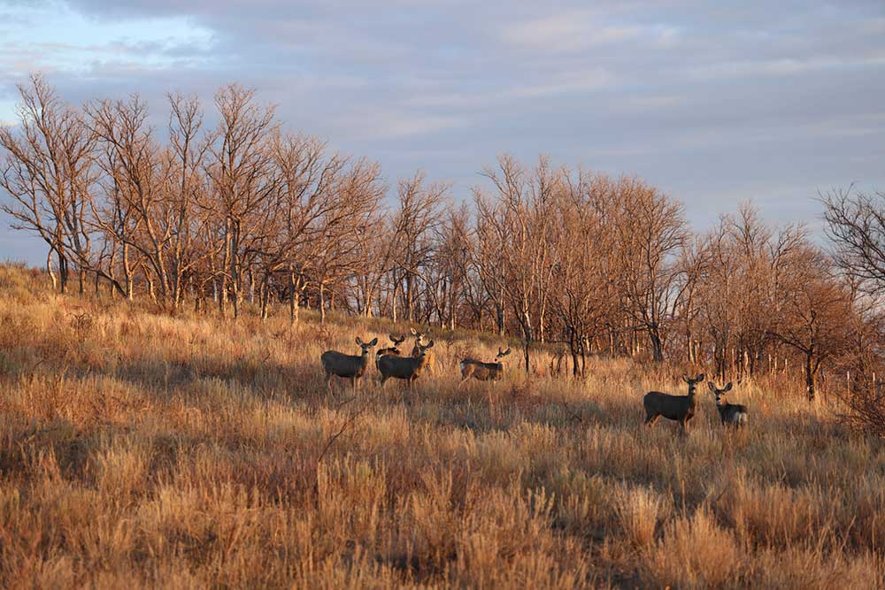 deer in Gene Howe Wildlife Management Area