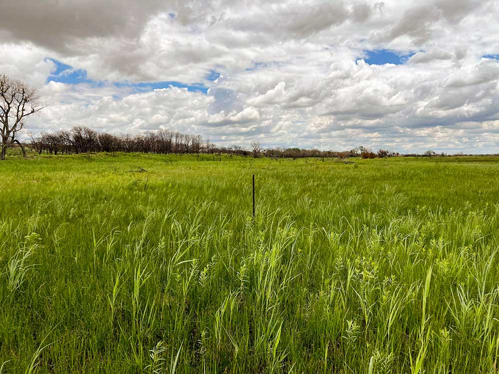 West Bul Pasture