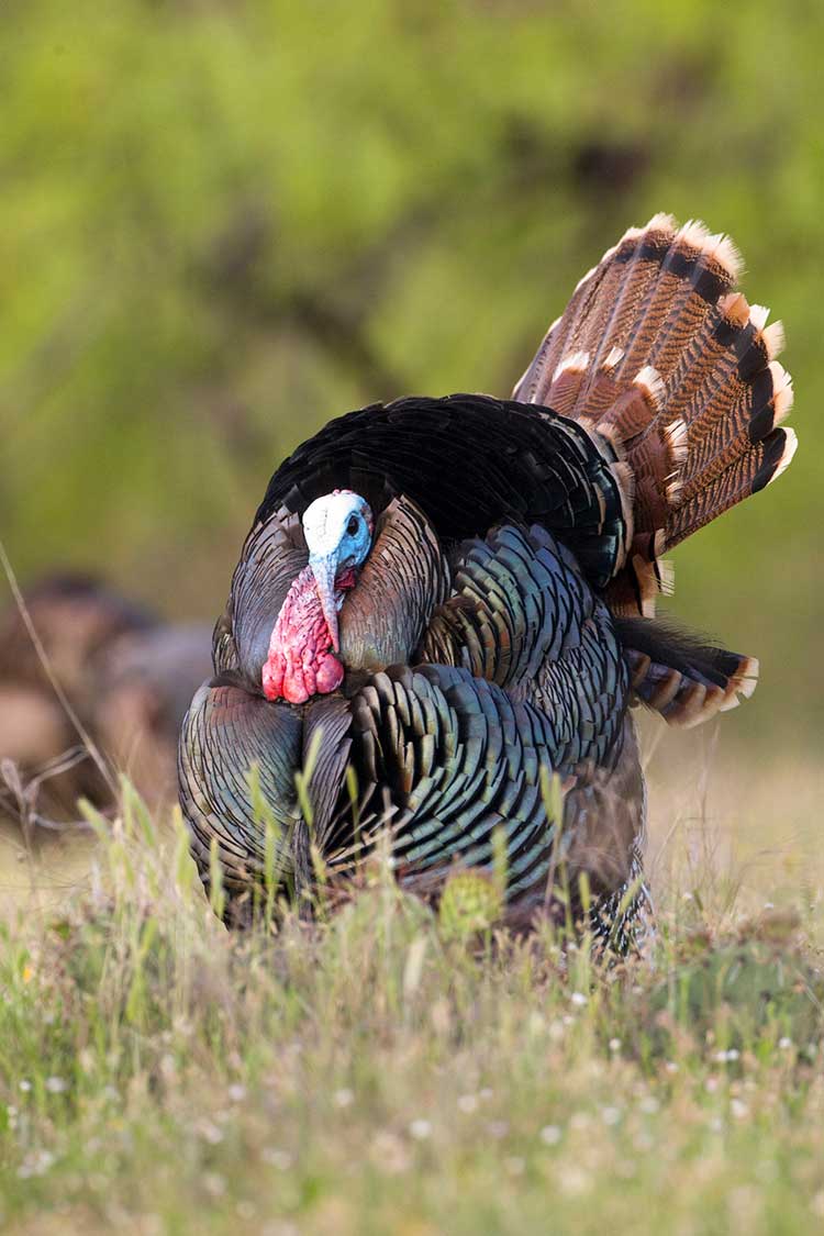 turkey