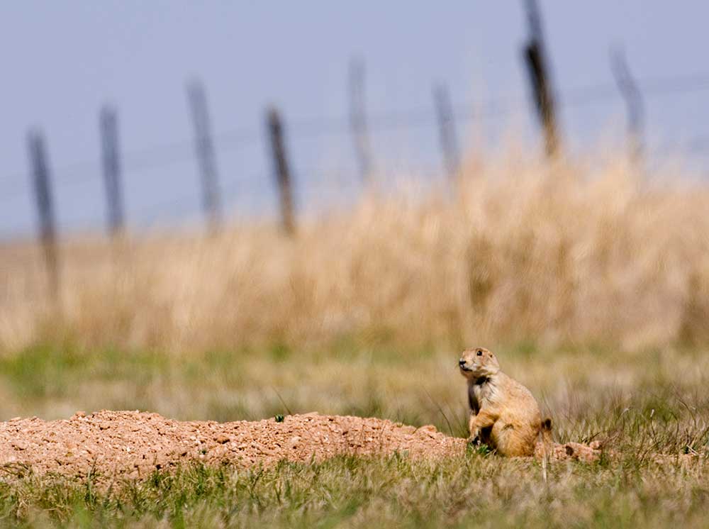 prairie dog