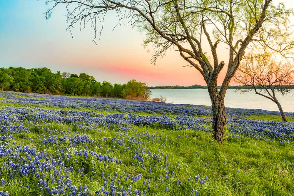 Lake Bardwell bluebonnets