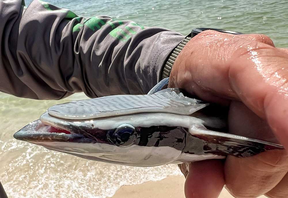 fish caught remora attached