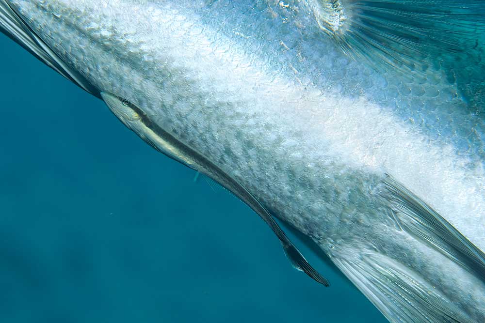 remora attached fish