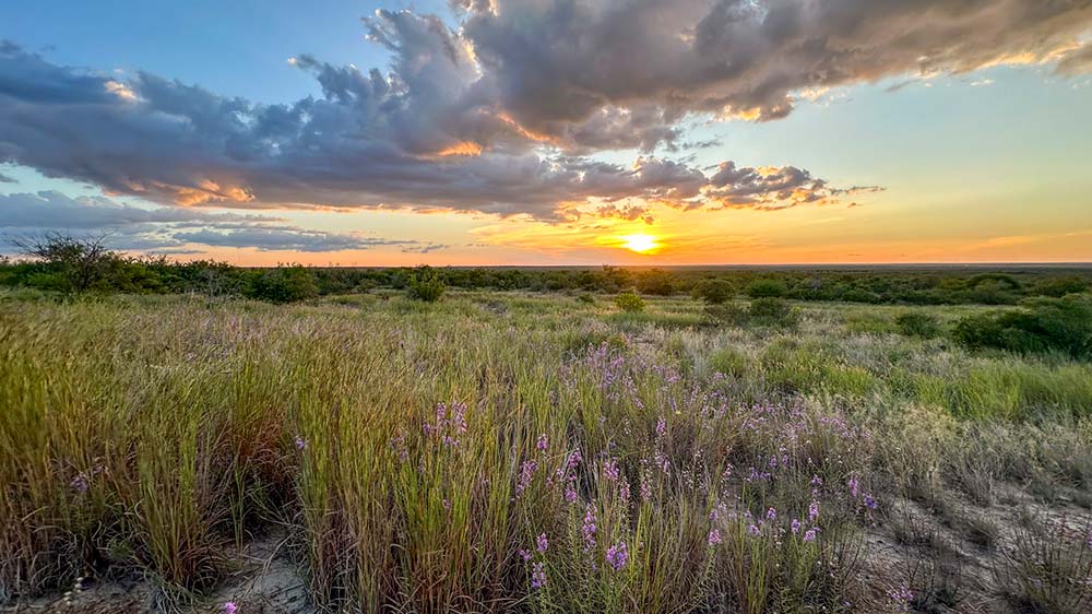 Chaparral Wildlife Management Area