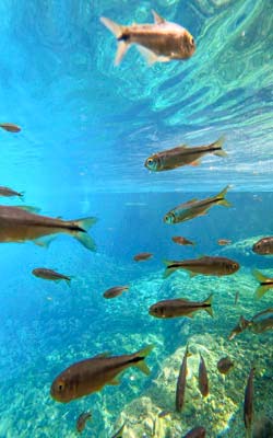 Fish, Balmorhea State Park