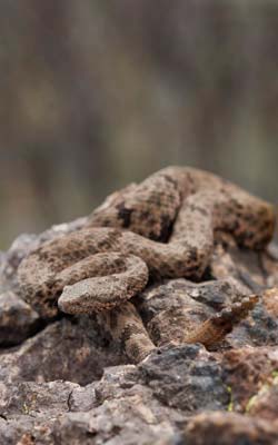 Rock rattlesnake near Alpine