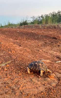 Texas tortoise at Chaparral WMA