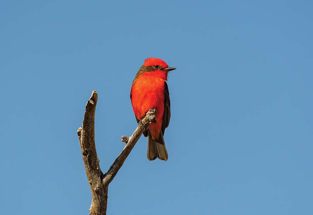 Vermilion Flycatcher