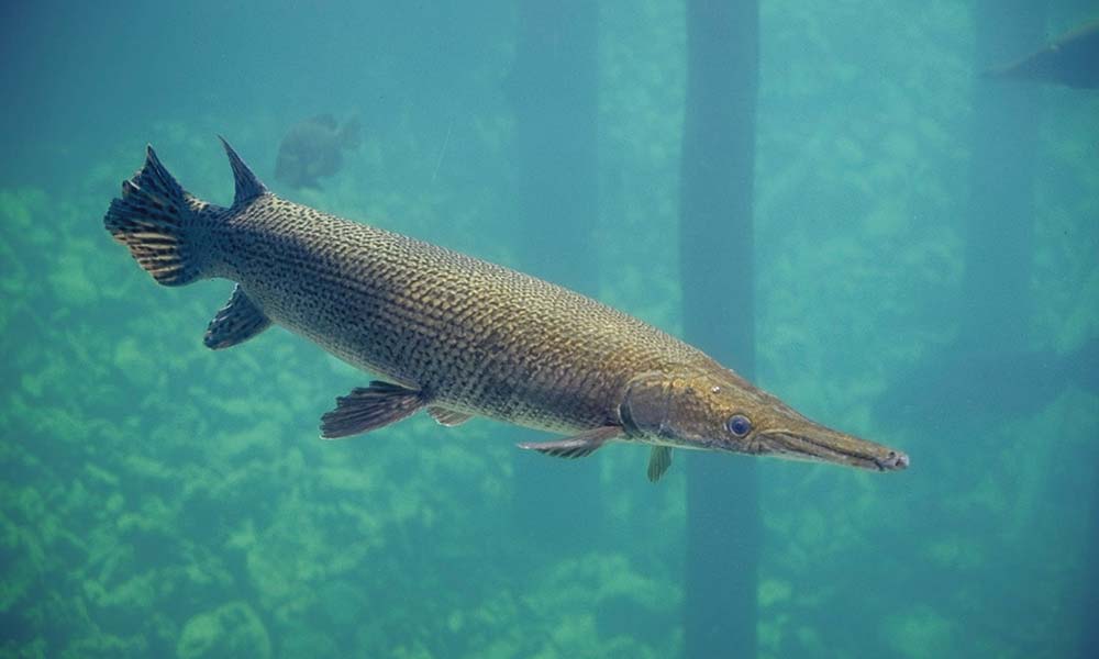 Alligator gar