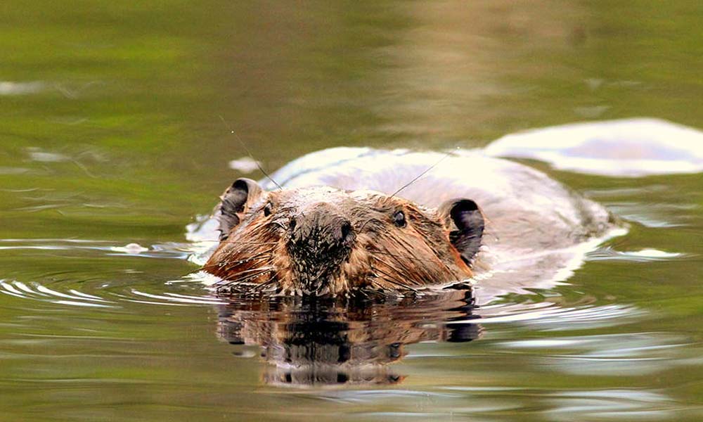 Rio Grande beaver