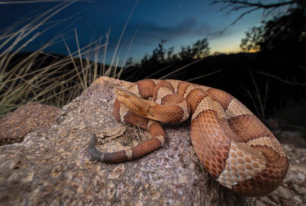 Copperhead snake