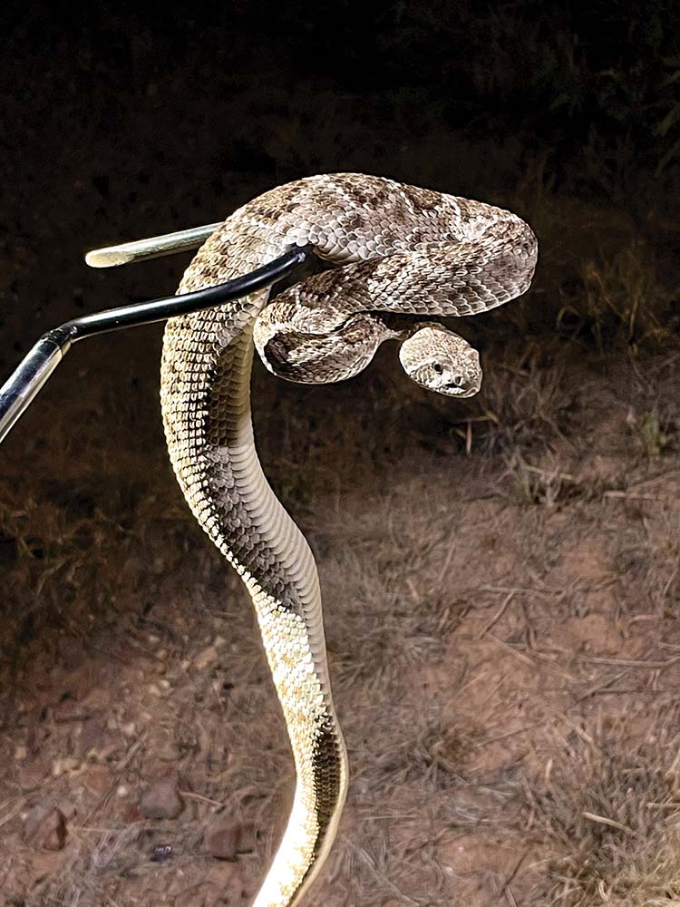 Western Diamondback rattlesnake