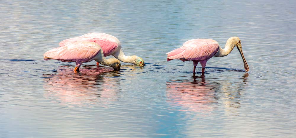 roseate spoonbills