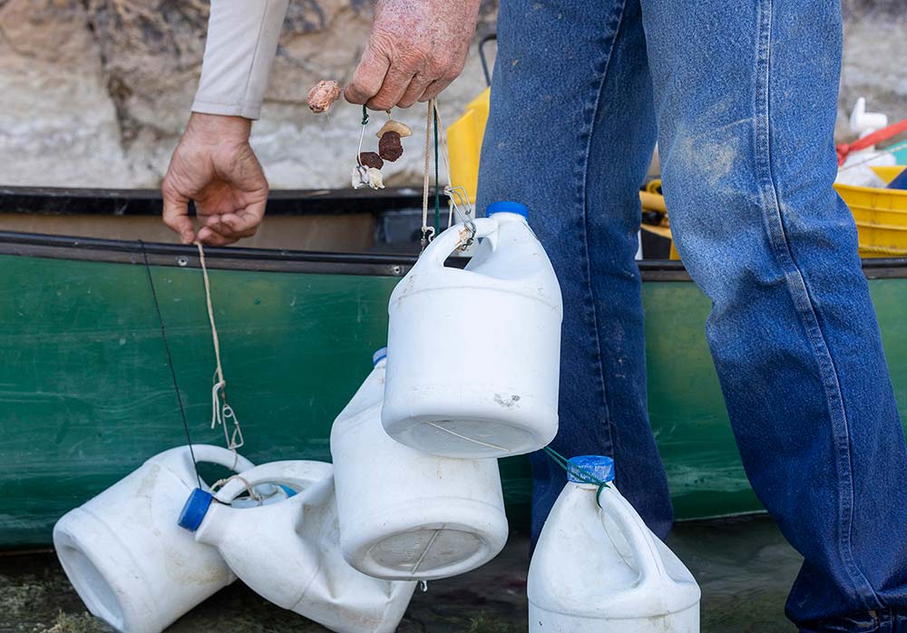 Stafford prepares several jugs with line and baited hooks.