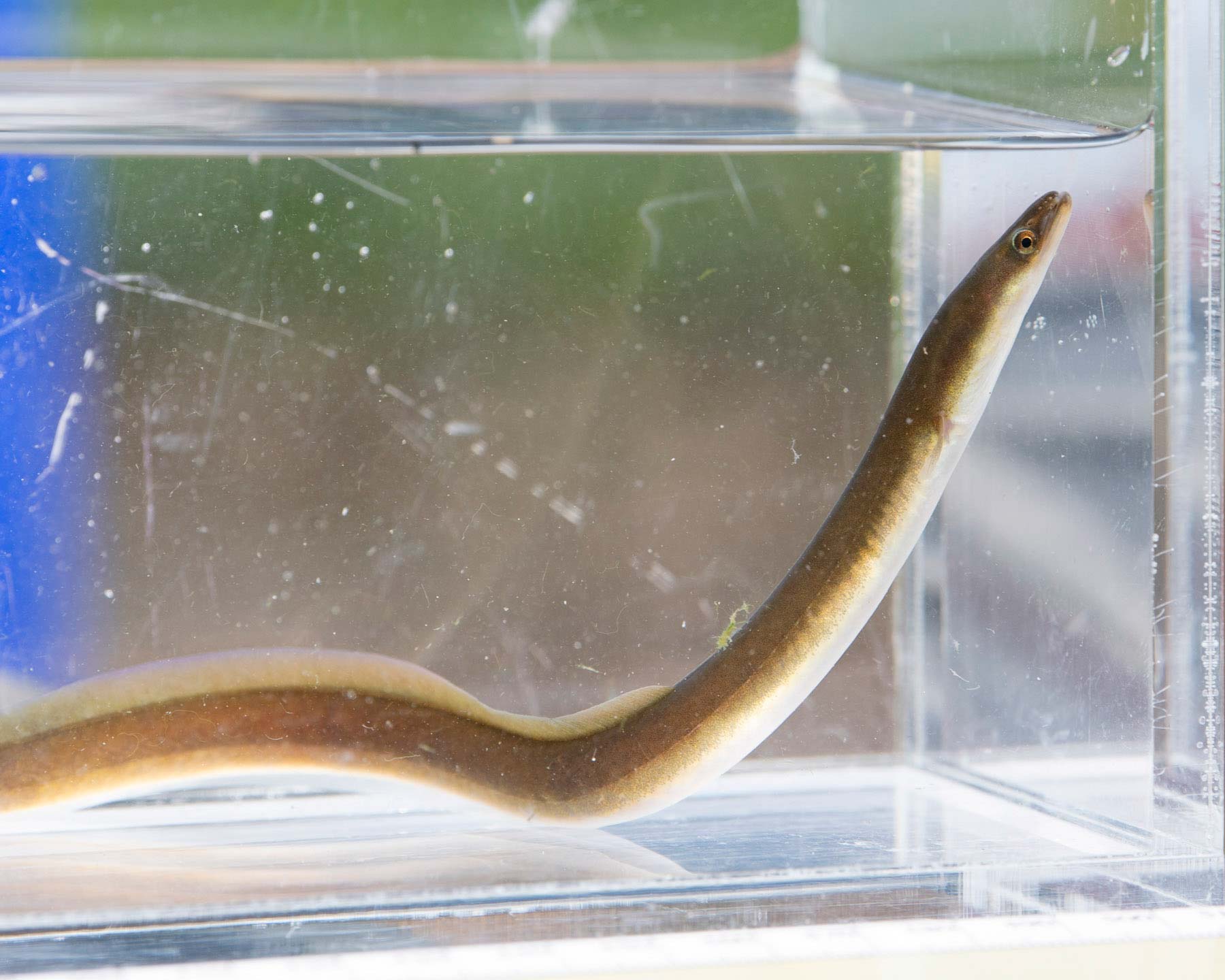 full size eel