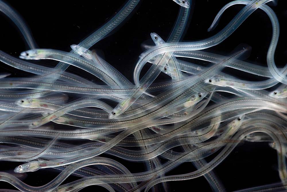hatchery eels