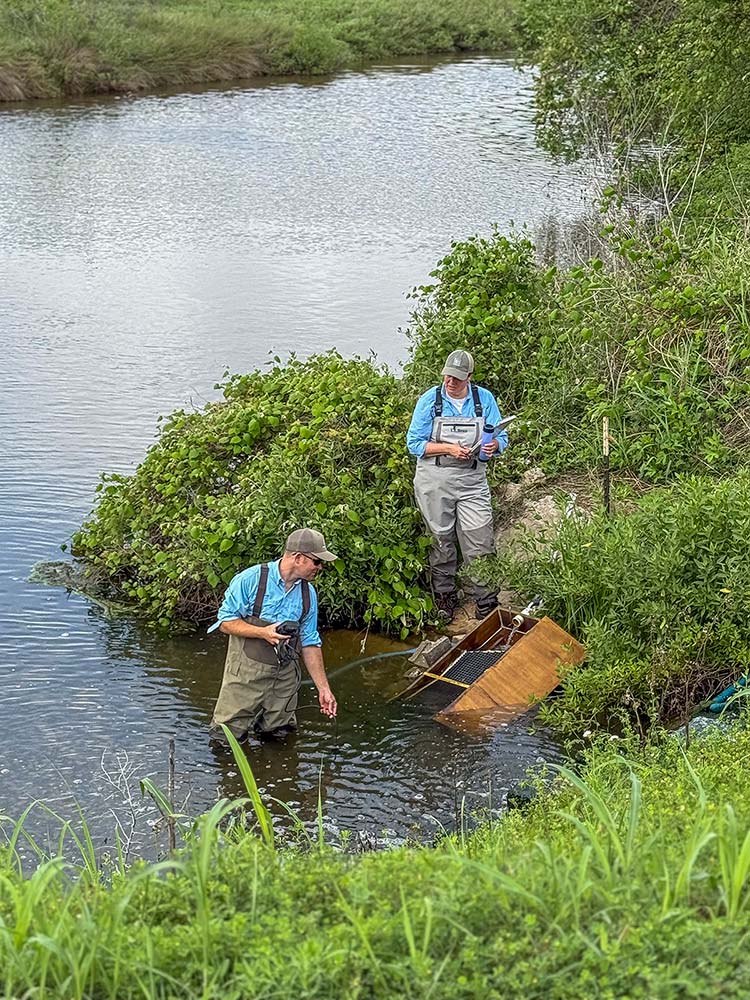 scientists collecting eels