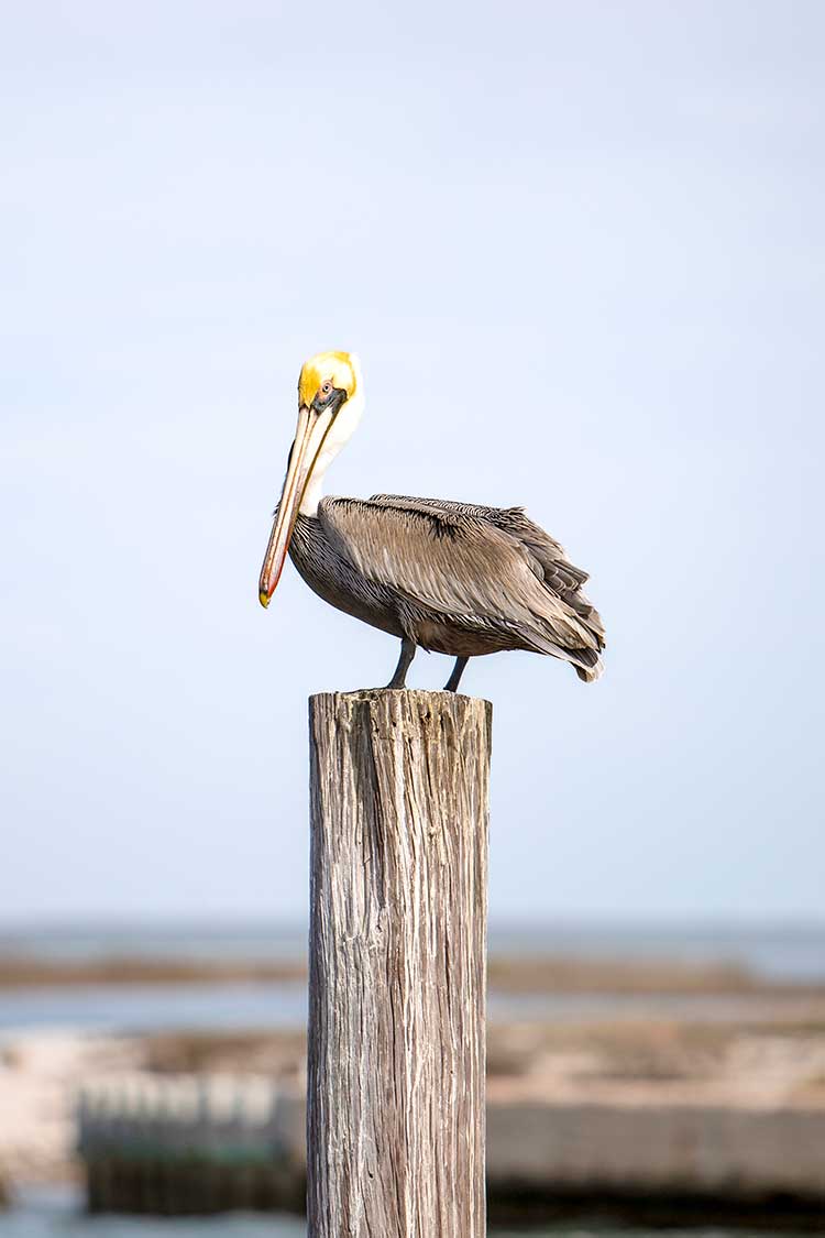 pelican