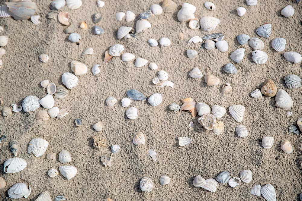 sea shells