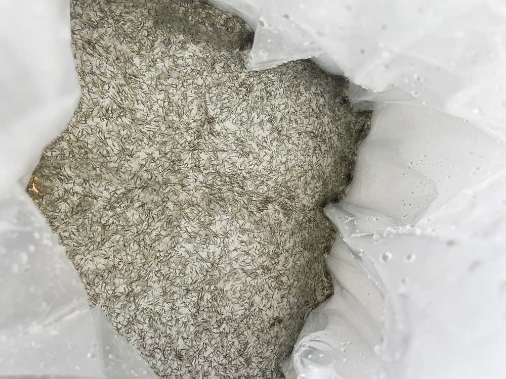 fry of walleyes
