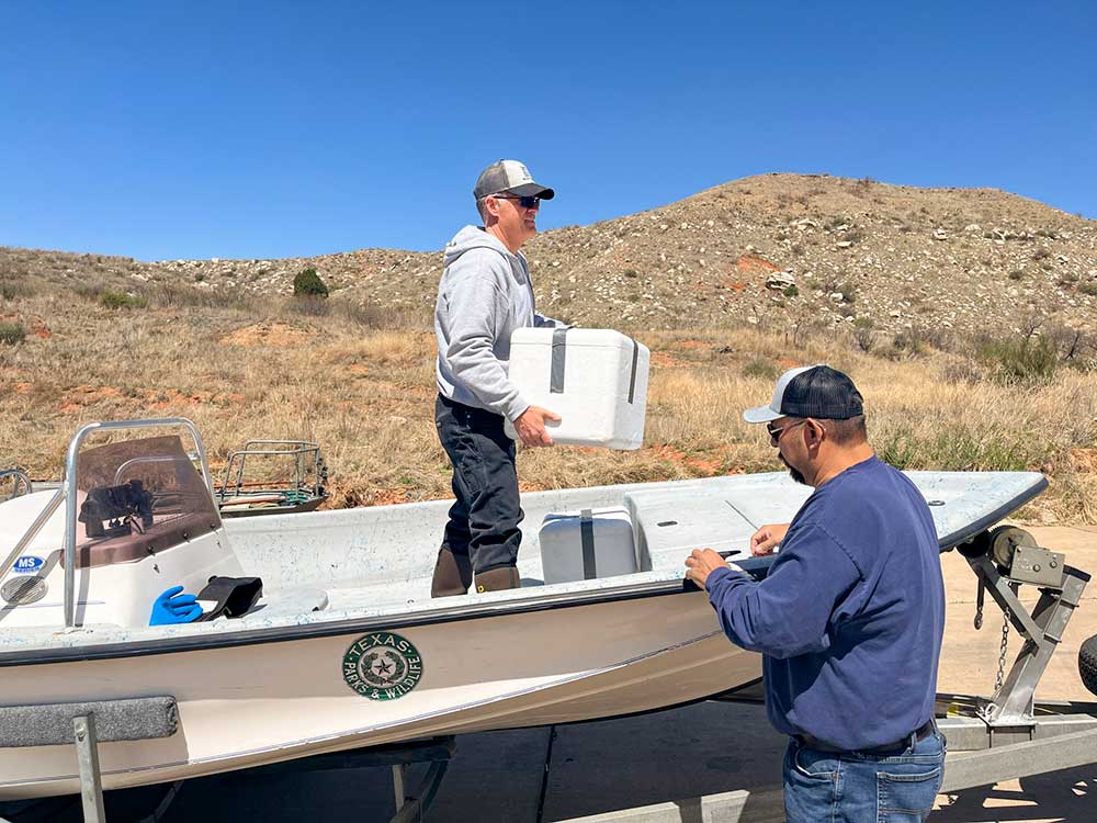 TPWD biologists with foam boxes of walleye