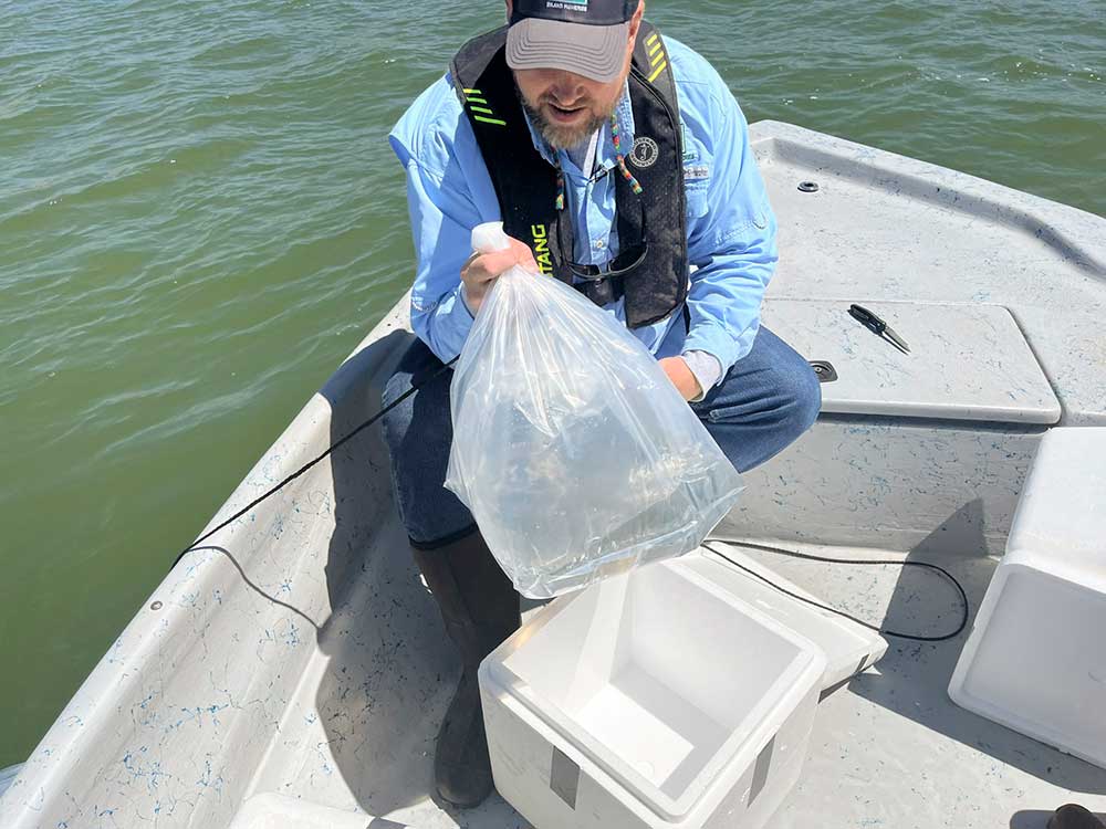 TPWD biologists with fry bagged