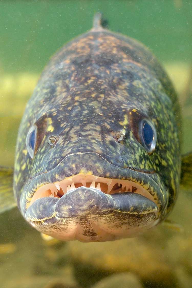 walleye