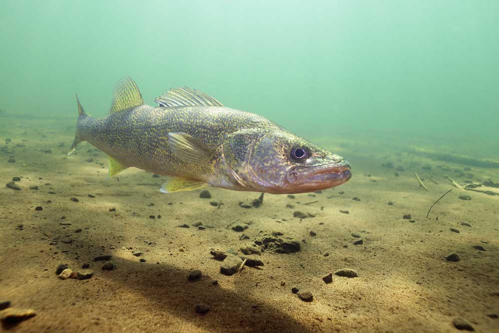 walleye