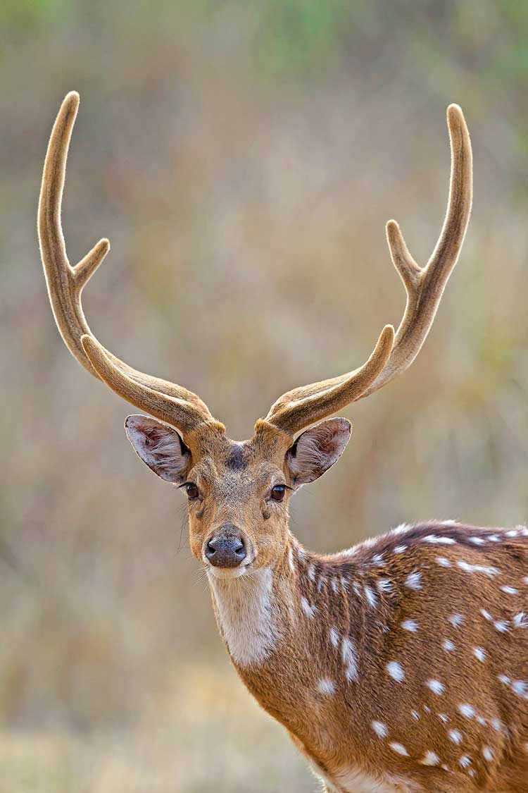 axis deer