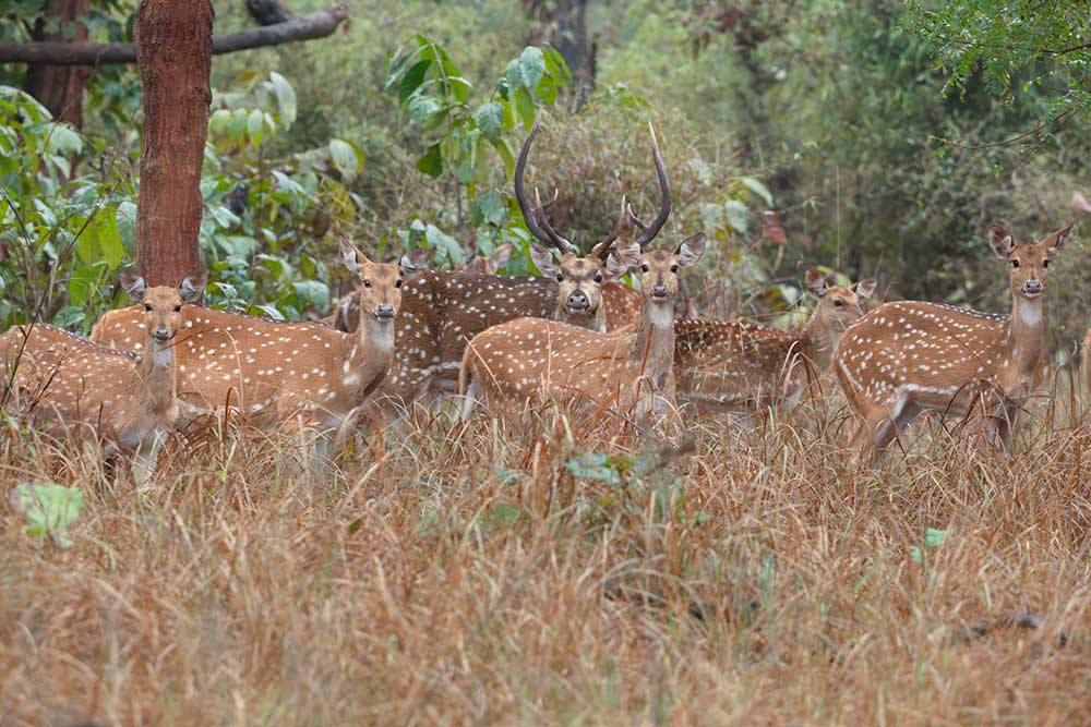 herd of axis deer