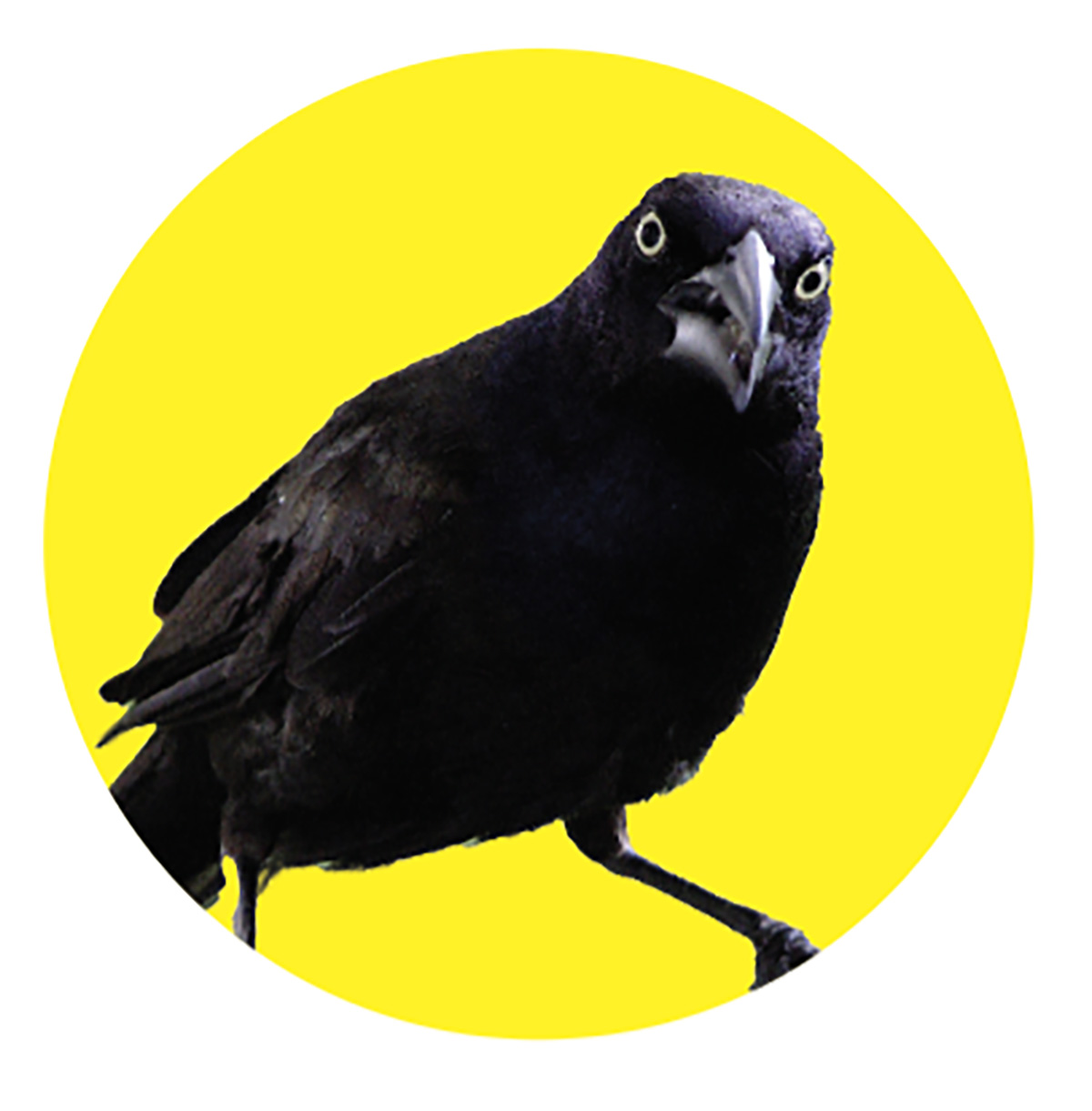 grackle