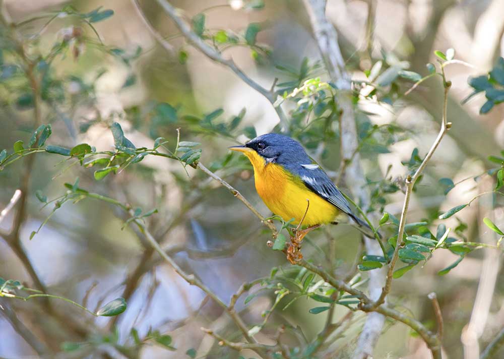 Tropicla parula