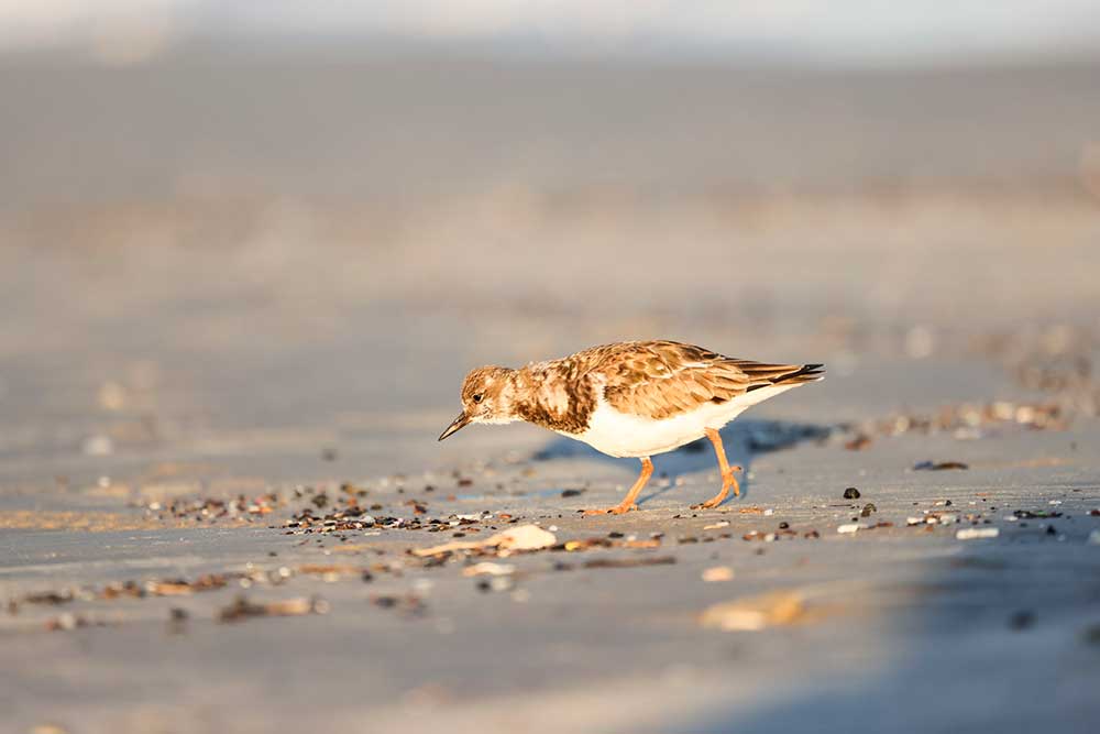 bird on the beach