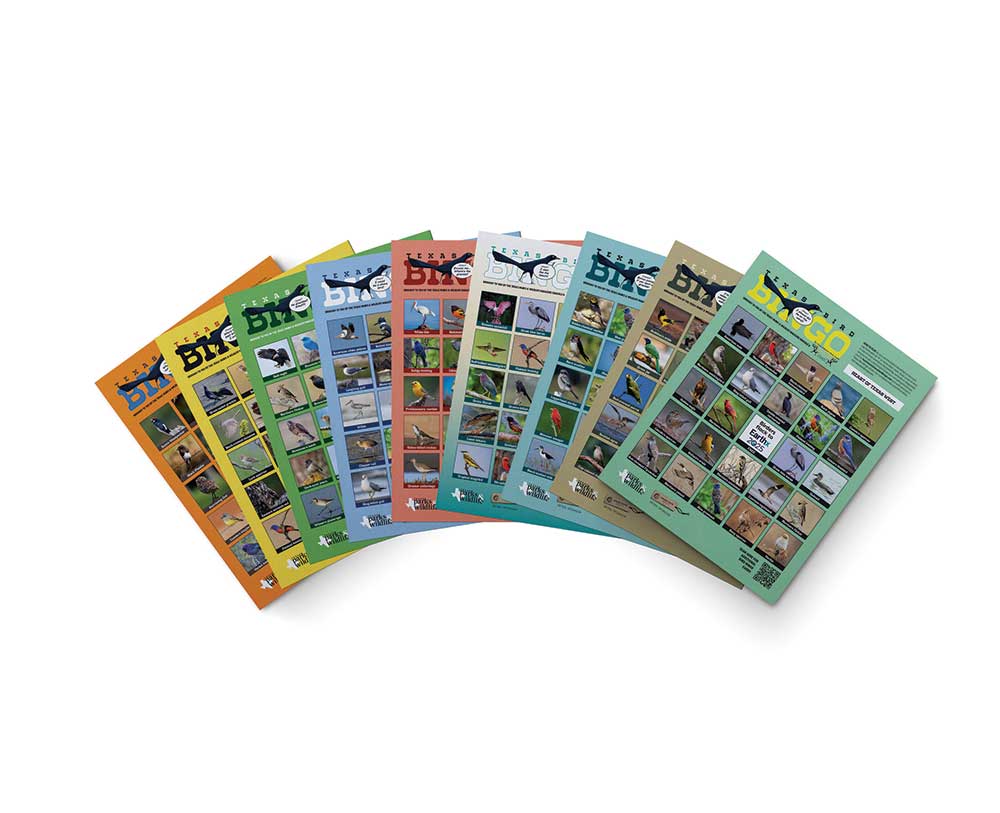 bird bingo cards