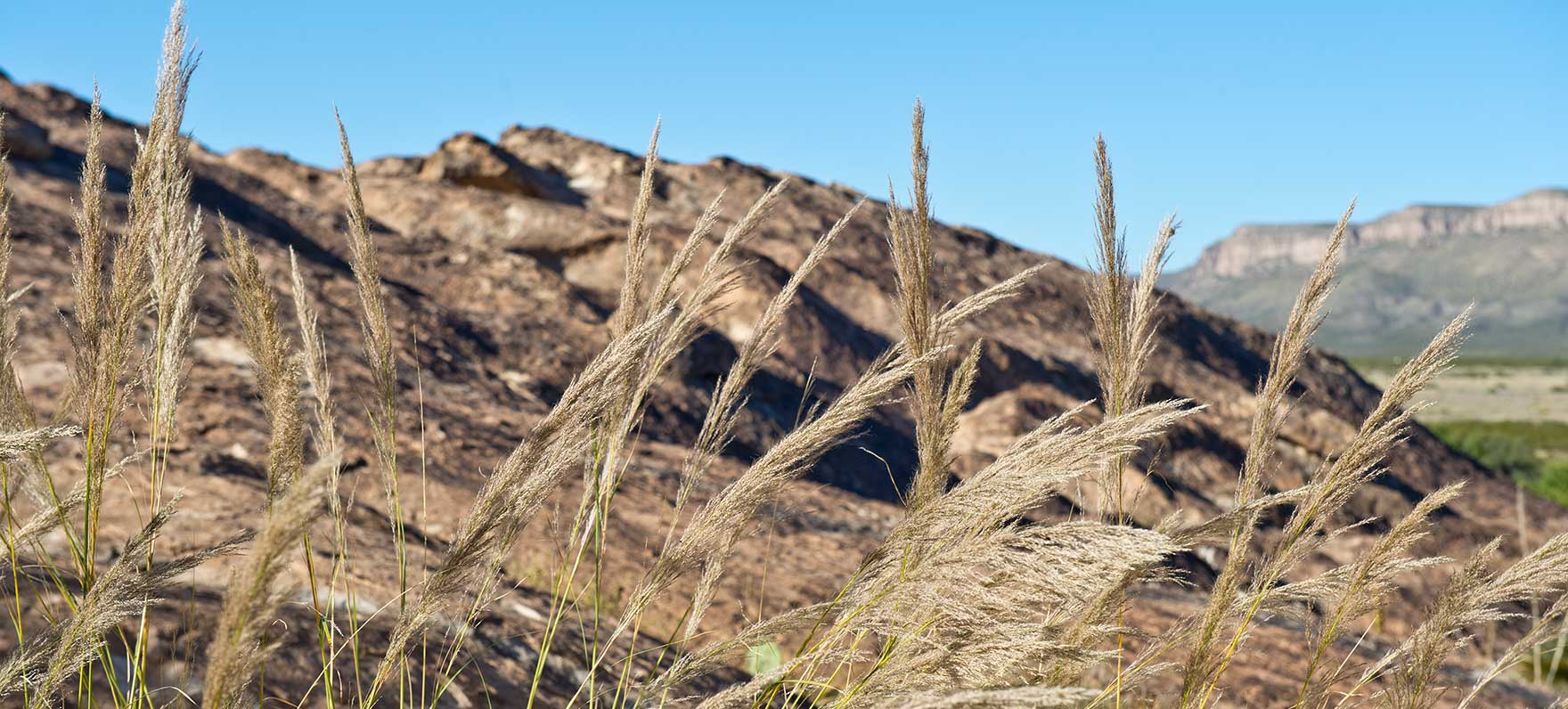 Hueco Tanks grasses
