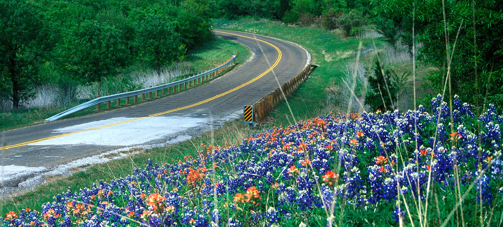 Roadside flowers