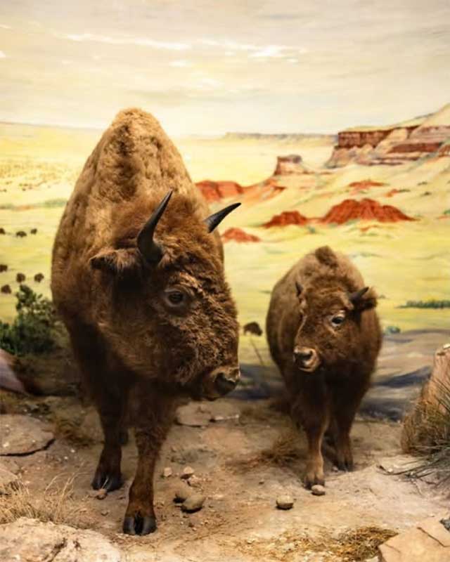Two stuffed bison in a museum diorama