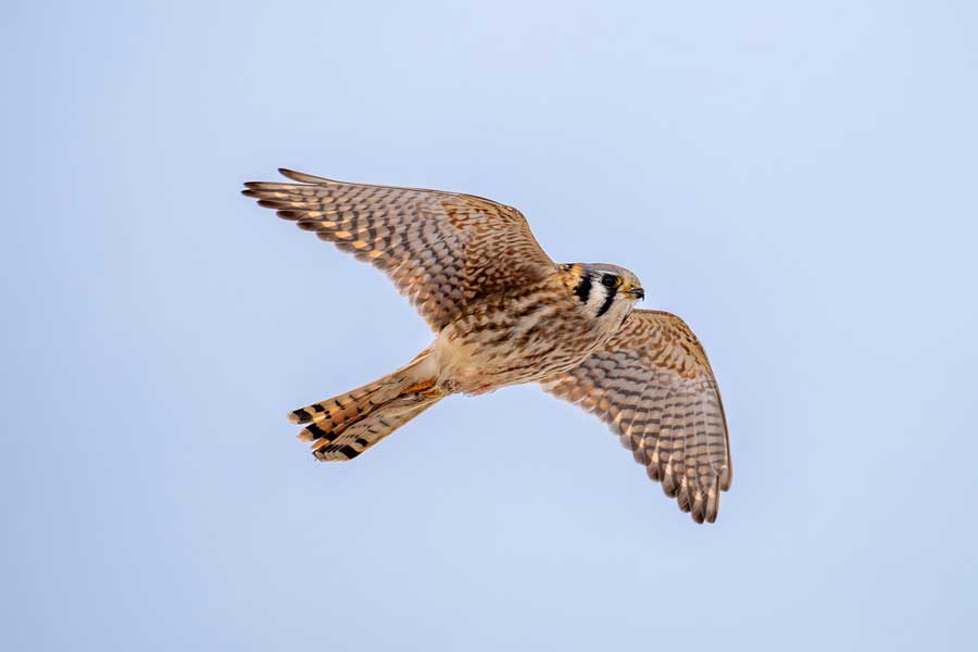 American Kestrel in flight