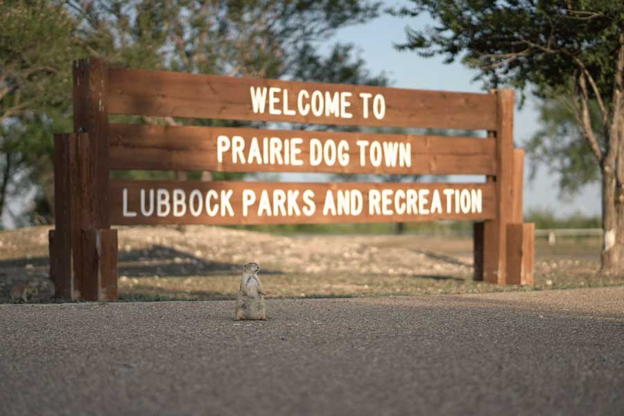 A prairie dog stands in front of the Welcome to Prairie Dog Town sign in Lubbock, Texas