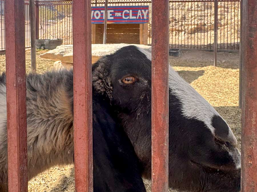 Close up of Clay Henry, the goat mayor of Lajitas